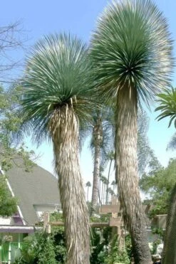 Big Bend Yucca Rostrata - 3 Gallon Pot -Garden Plants shop yucca rostrata big bend beaked yucca 21