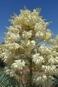 Sapphire Skies Big Bend Yucca Rostrata - 1 Gallon Pot -Garden Plants shop yucca rostrata big bend beaked yucca 4 1