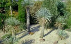 Sapphire Skies Big Bend Yucca Rostrata - 1 Gallon Pot -Garden Plants shop yucca rostrata big bend beaked yucca 7 1