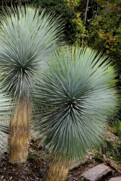 Big Bend Yucca Rostrata - 3 Gallon Pot -Garden Plants shop yucca rostrata big bend beaked yucca 9