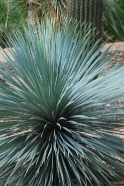 Sapphire Skies Big Bend Yucca Rostrata - 1 Gallon Pot -Garden Plants shop yucca rostrata sapphire skies 4
