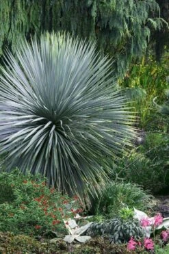 Sapphire Skies Big Bend Yucca Rostrata - 1 Gallon Pot -Garden Plants shop yucca rostrata sapphire skies 5