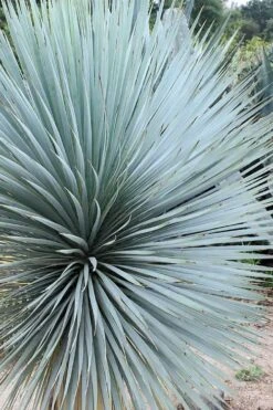Sapphire Skies Big Bend Yucca Rostrata - 1 Gallon Pot -Garden Plants shop yucca rostrata sapphire skies 7