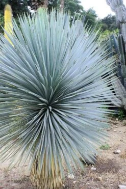 Sapphire Skies Big Bend Yucca Rostrata - 1 Gallon Pot -Garden Plants shop yucca rostrata sapphire skies 8