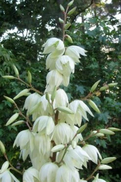 Silver Anniversary Yucca - 1 Gallon Pot -Garden Plants shop yucca silver anniversary 3