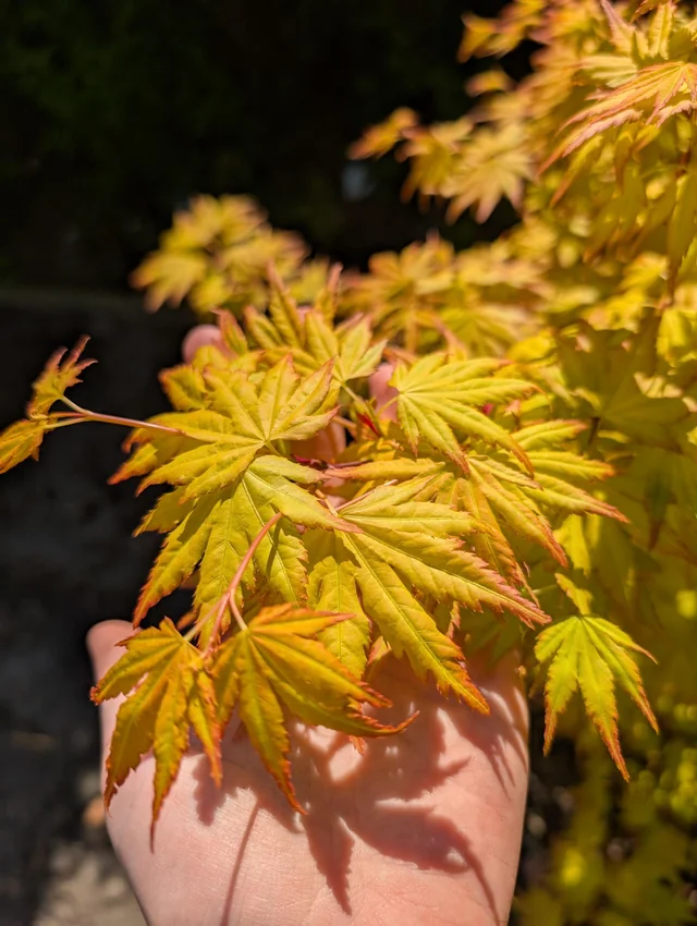 Garden Plants shop -Garden Plants shop showing some of my maples v0